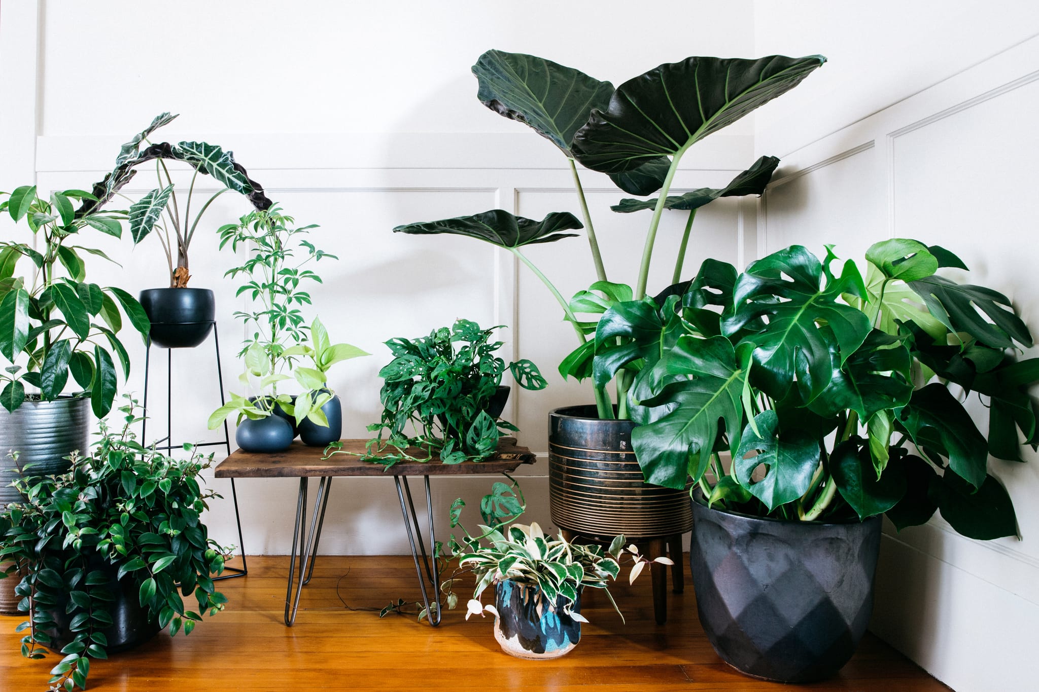Entdecke die besten Gartenpflanzen für deinen Außenbereich