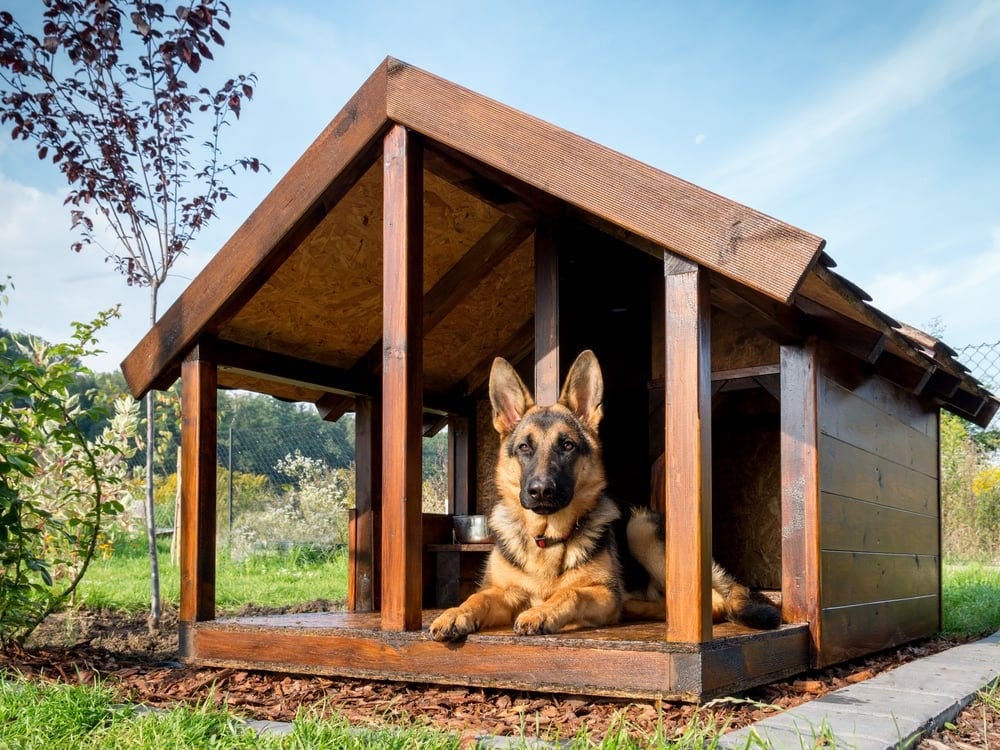 Ihr nächster Urlaub im Ferienhaus Texel mit Hund – Meer, Dünen und Freiheit