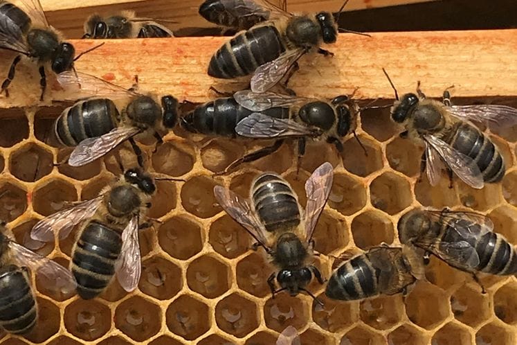 Die Magie der Bienenprodukte: Natürliche Schätze für Körper und Geist