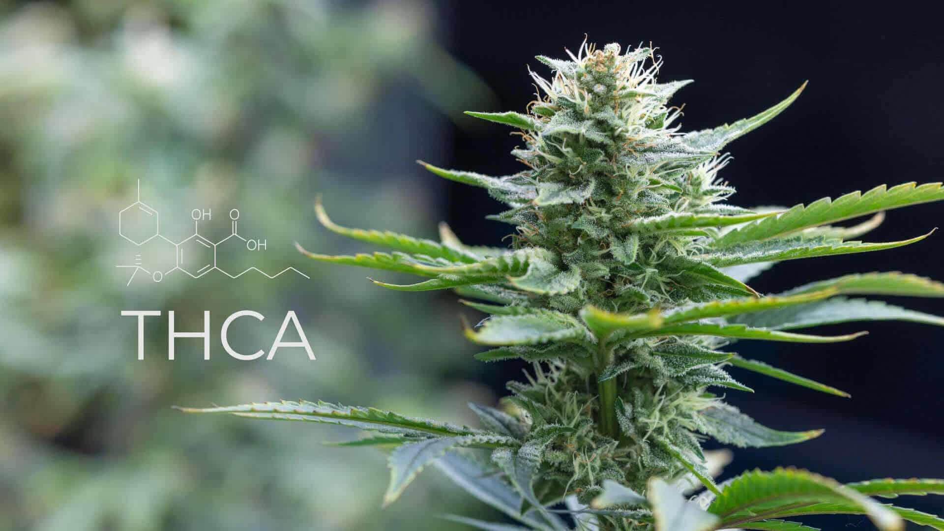 THCA besser als HHC für medizinische Anwendungen: Potenzial und Nutzen