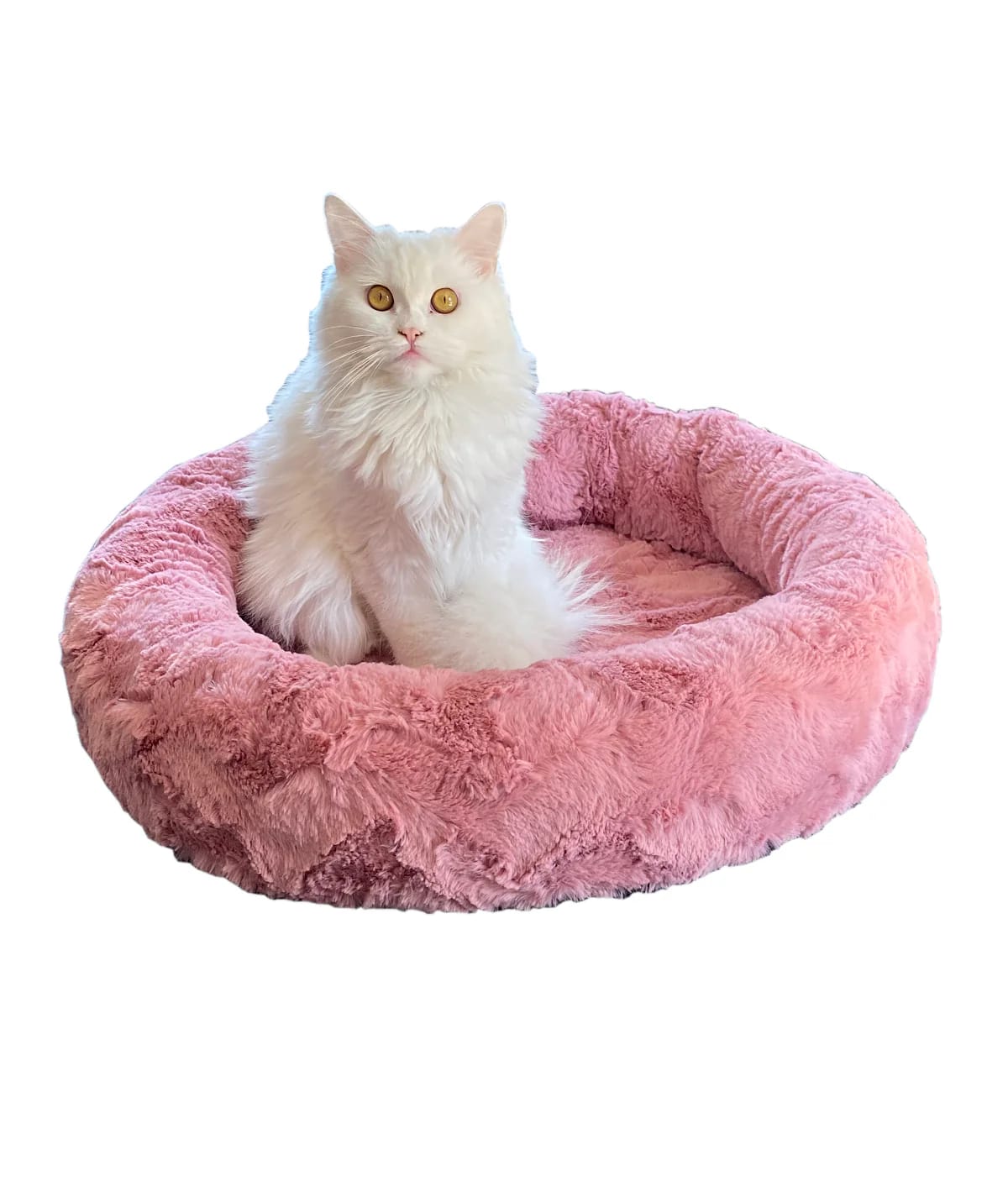 Wie man ein Katzenbett für eine scheue Katze gestaltet