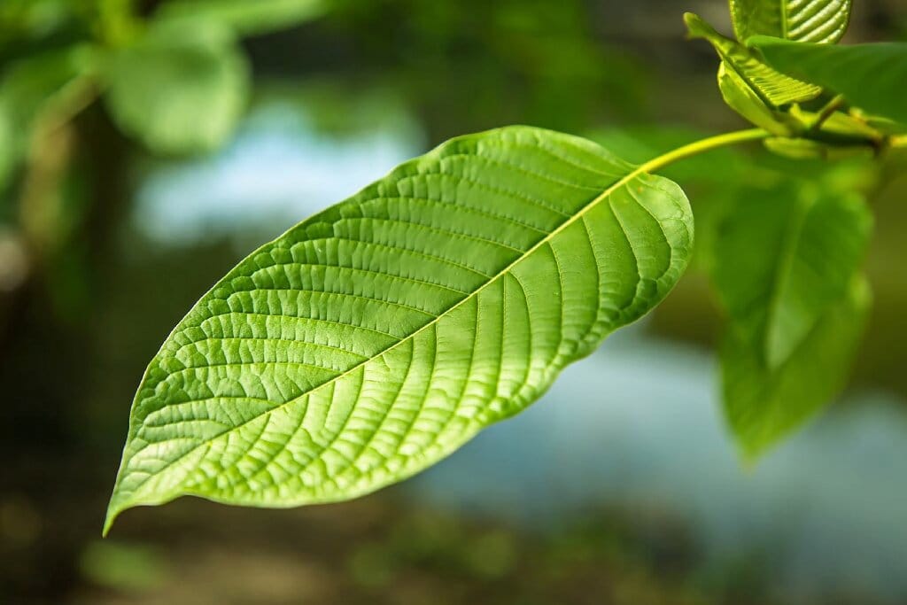 Auf der Suche nach erstklassigem Kratom? Bestellen Sie in unserem Online-Shop in Deutschland und Österreich und genießen Sie hochwertigen Kratom und exzellenten Service.