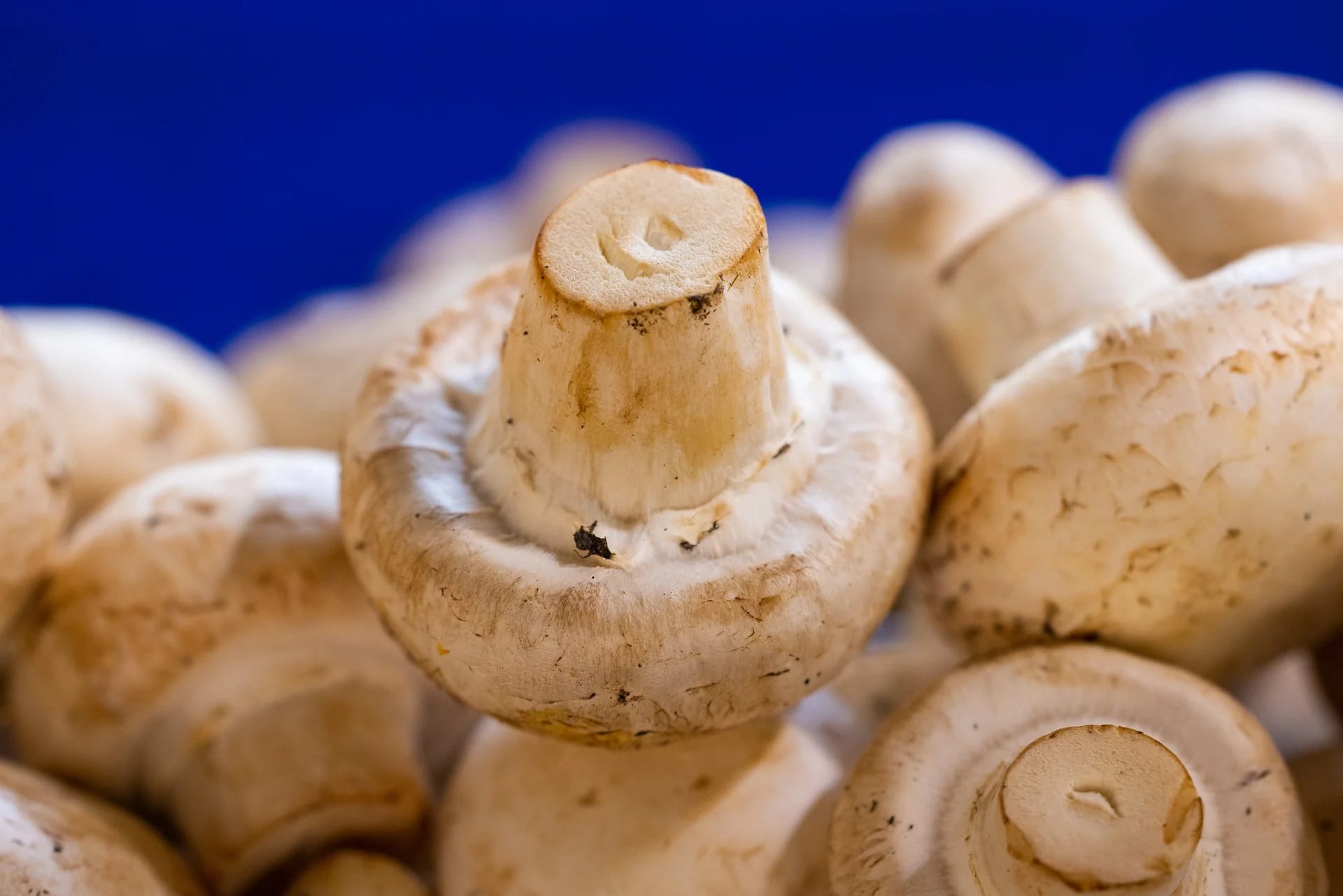 Pilze im Handel: Frische und Vielfalt für anspruchsvolle Kunden