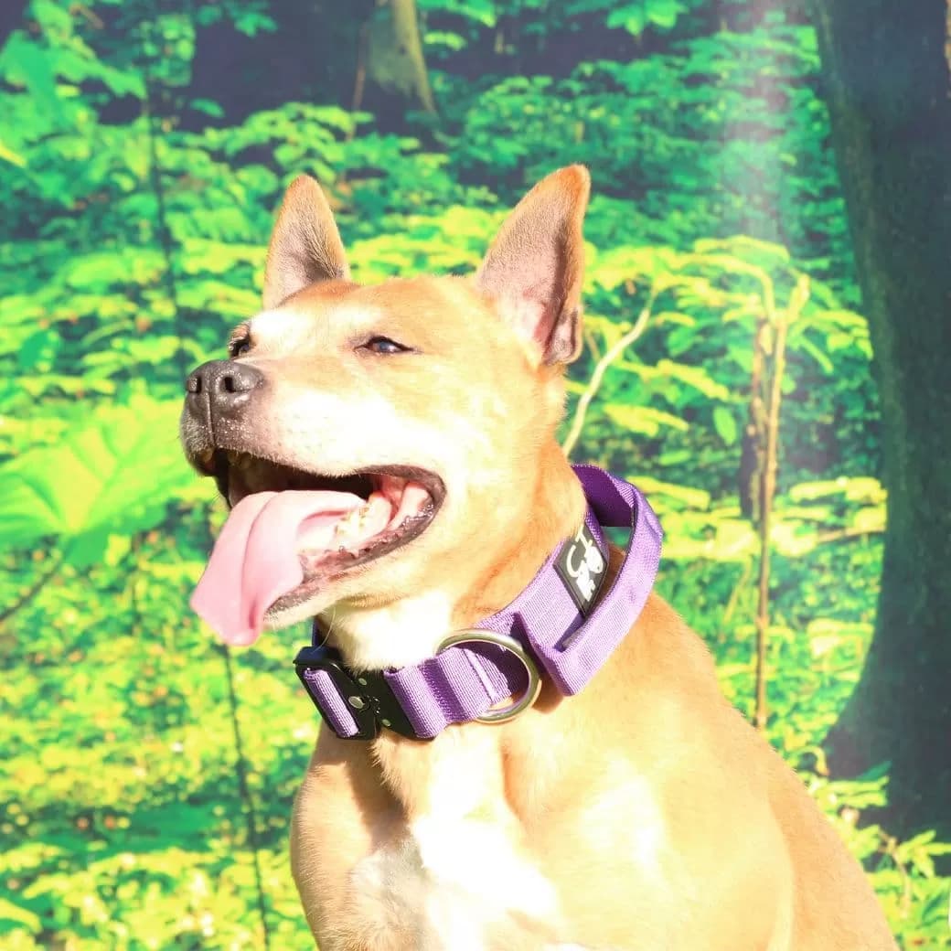 Hundehalsband mit Griff: Ein Must-Have für jeden Hundeliebhaber