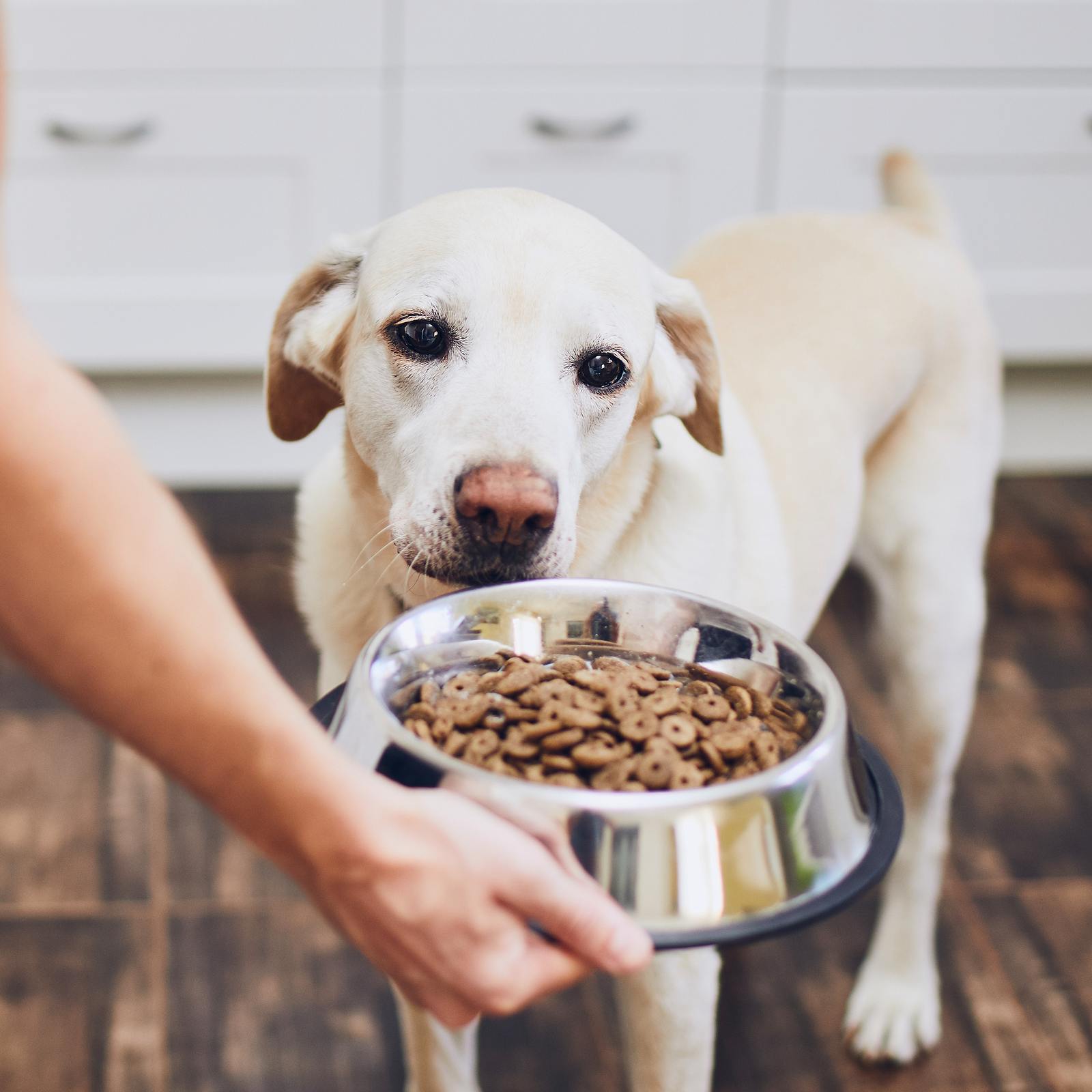Hundezubehör Deluxe: Luxuriöse Artikel für Ihren verwöhnten Liebling