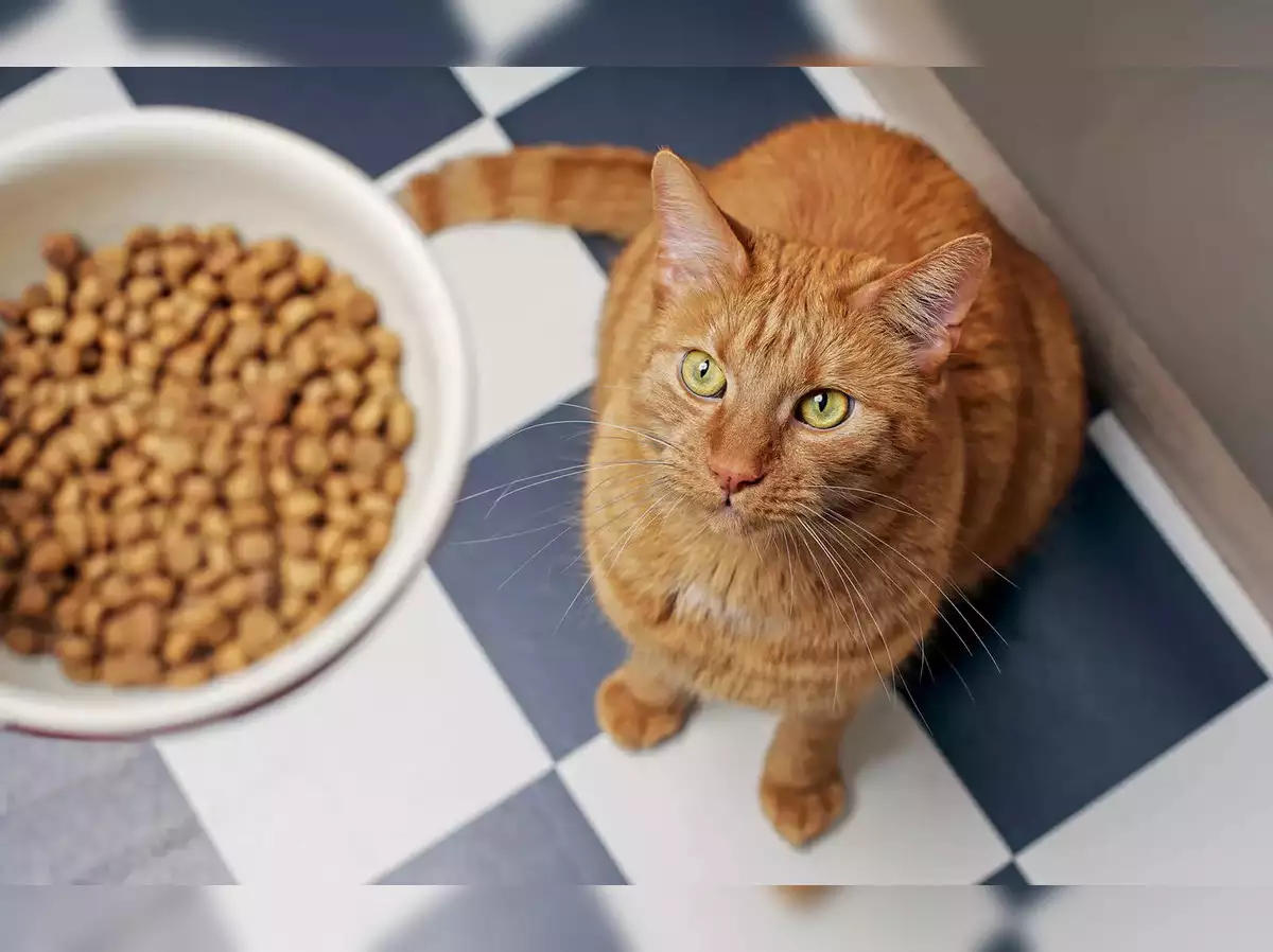 Katzenfutter für muntere Miezen: Der Energieschub von Catfood