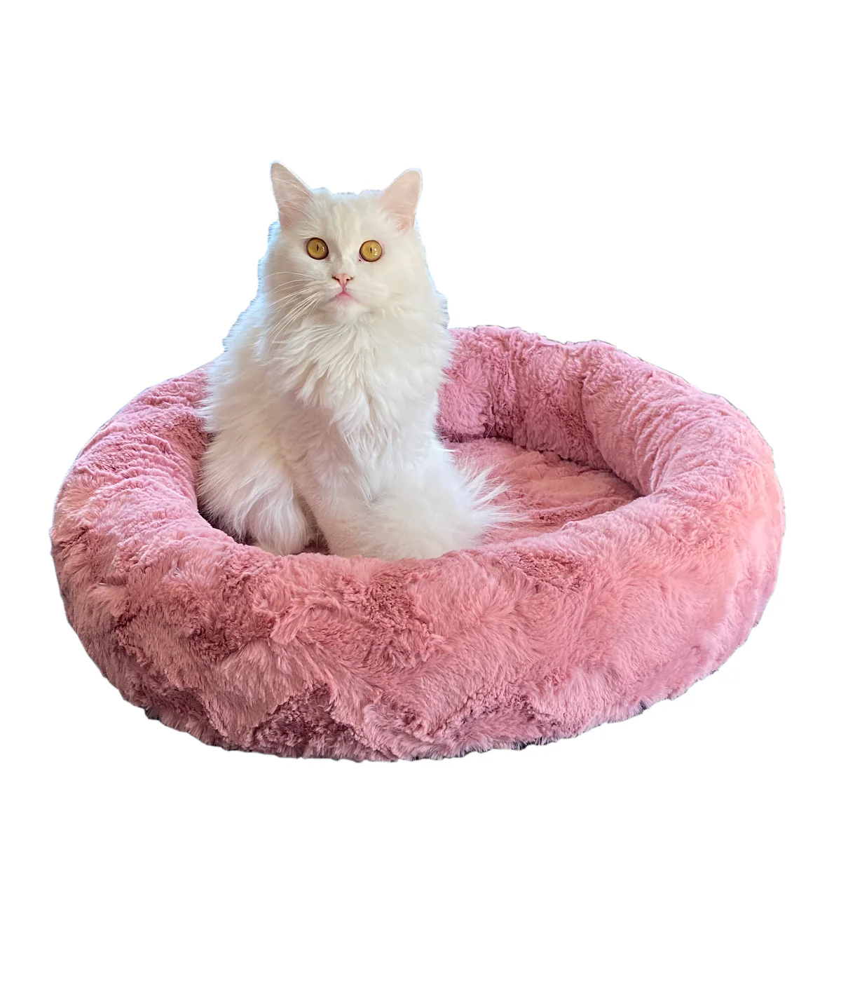Wie man ein Katzenbett für eine scheue Katze gestaltet