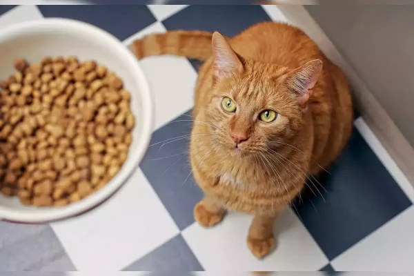 Katzenfutter für muntere Miezen: Der Energieschub von Catfood